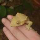 a beige crested gecko sitting on a hand